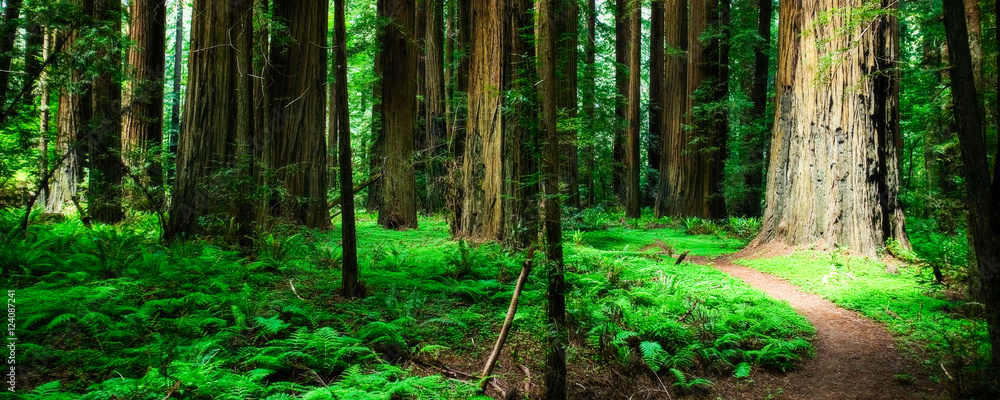 Redwood forest path